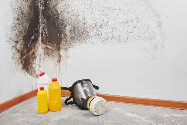 Best Home Mold Removal  in Bad Axe, MI