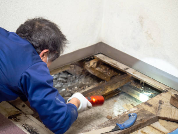 Best Local Mold Removal Service  in Bad Axe, MI