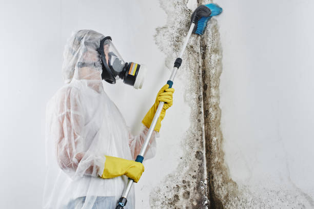 Best Professional Mold Removal  in Bad Axe, MI