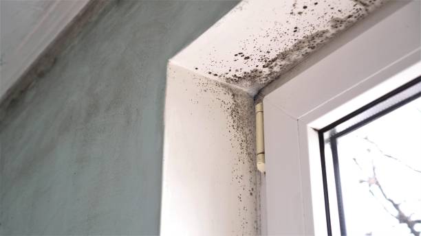 Best Office Mold Removal Services  in Bad Axe, MI