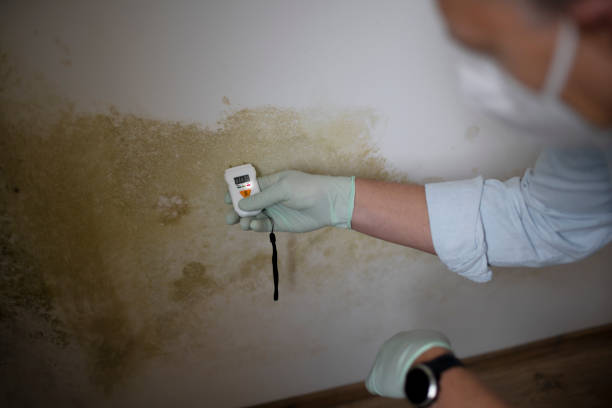 Best Fast Mold Removal  in Bad Axe, MI