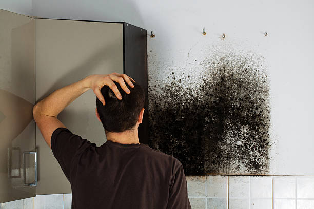 Best Professional Mold Removal  in Bad Axe, MI