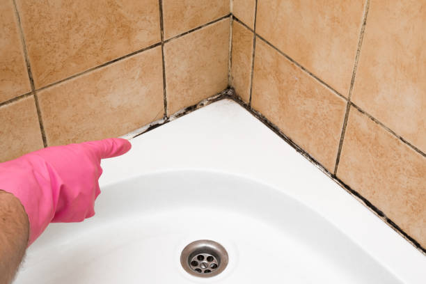 Best Affordable Mold Removal  in Bad Axe, MI