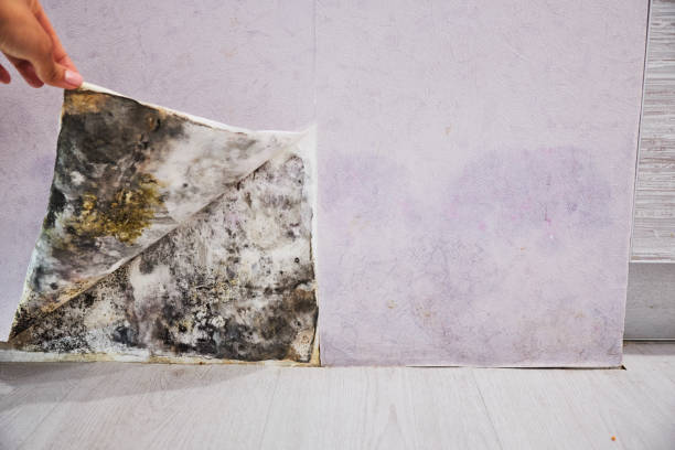 Best Mold Damage Repair  in Bad Axe, MI